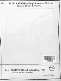 Coniothyrium epiphyllum image